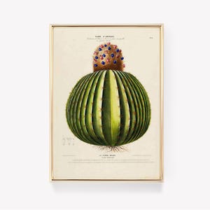Vintage Kaktus Druck | Poster Melokaktus | Antike Botanik Kunst | Botanische Wanddekoration | Kaktus Kunstwerk |