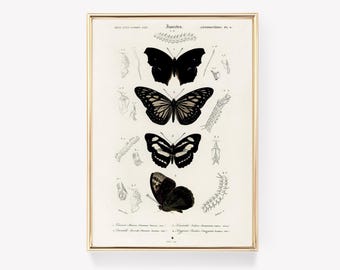 Vintage Butterfly Art | Antique Butterfly Print | Insect Print | Vintage Painting | Wall Decor
