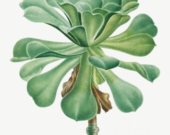 Pierre-Joseph Redouté | Sempervivum Canariense | Vintage Botanical Art | Antique Succulent Print | Wall Decor