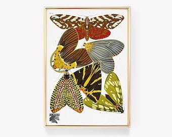 Vintage Moth Print | Insect Art Poster | Scientific Illustration | Moth Decor | Natural History Print