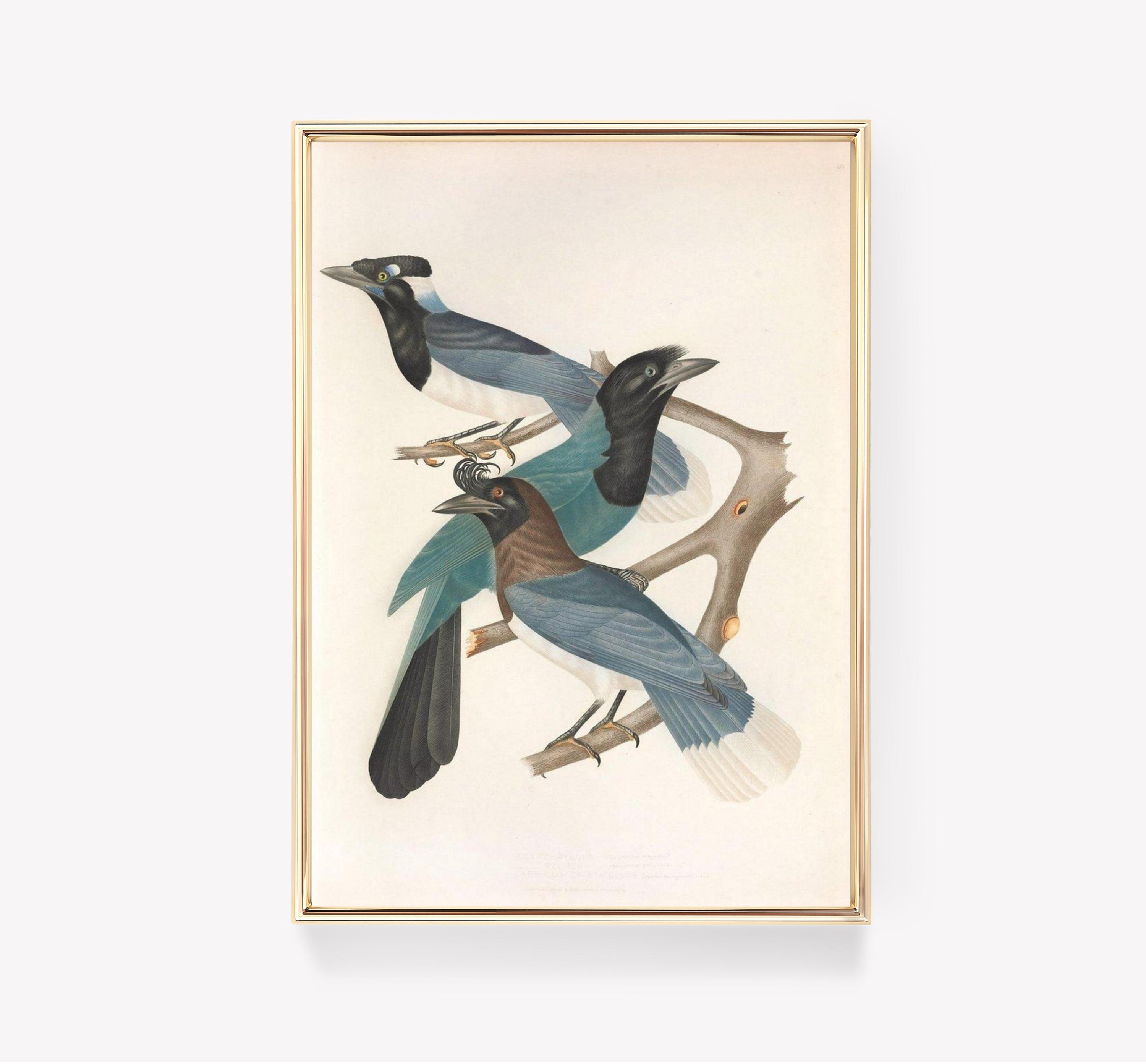 GRAVURE ANCIENNE OISEAU Perruche – Platycercus flaveolus