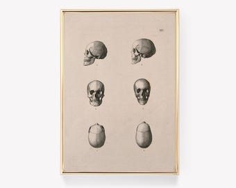 Human Skull Art Print | Skull Illustration Print | Vintage Skull Print | Anatomy Art Print | Skull Poster