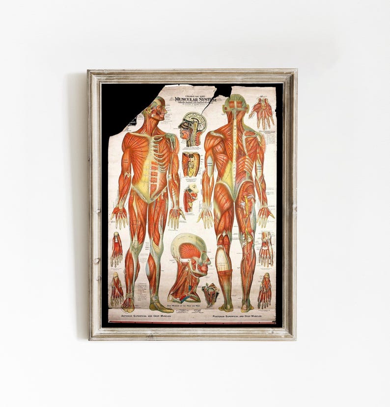 Muscular System Poster | Human Anatomy Print | Educational Wall Chart ...