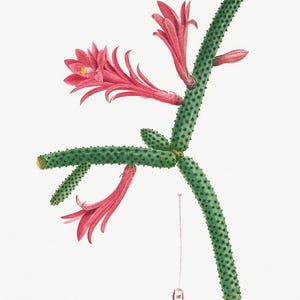 Vintage Kaktus Druck | Botanische Kunstdruck | Redouté Kaktus Druck | Vintage Gemälde | Wand Dekor Druck