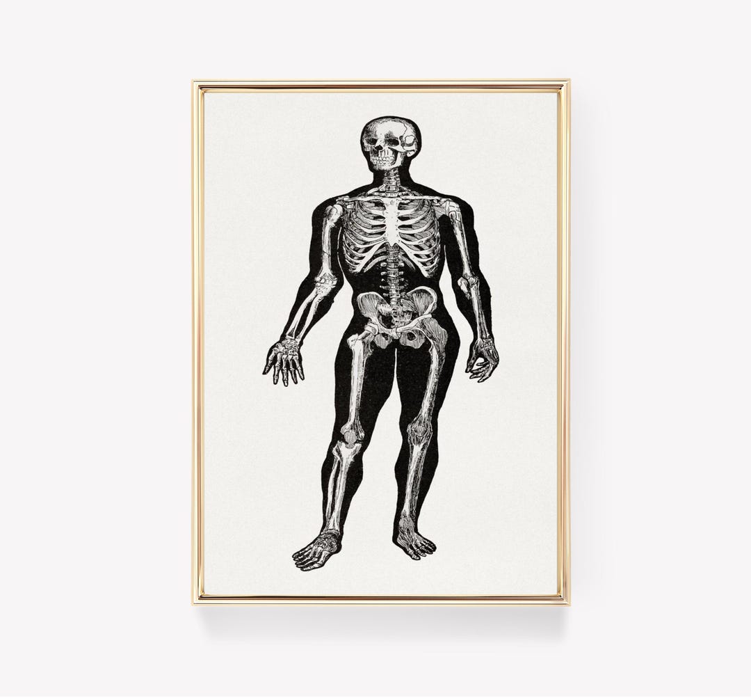 Anatomical Skeleton Print | Human Anatomy Art | Medical Poster ...