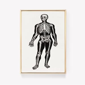 Anatomische skeletprint | Menselijke anatomische kunst | Medische poster | Vintage illustratie | Educatief decor