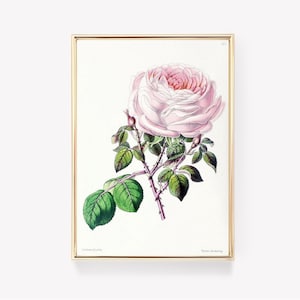 Alphonse Karr Rose Druck | Flore des Serres Poster | Vintage Blumen Kunst | Botanischer Garten Dekor | Natur Druck