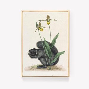 Könnte beinhalten: Eine Vintage-botanische Illustration mit einem schwarzen Eichhörnchen, das neben einer gelben und grünen Blume mit gelber Mitte sitzt. Das Bild ist in Gold gerahmt.