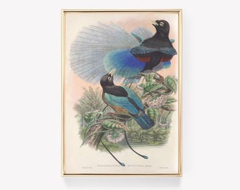 May include: A vintage illustration of two birds of paradise, one with its tail feathers fanned out, perched on branches with green leaves and pink flowers. The illustration is titled "Paradisea  Rudiola,  Fowl."