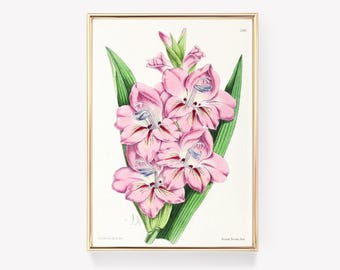Stampa artistica di gladiolo / Stampa botanica di fiori / Dipinto vintage / Opera di J. Andrews / Decorazione murale / Stampa floreale