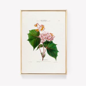 Pierre-Joseph Redouté | Begonia Floribunda | Vintage Print | Floral Wall Art | Botanical Illustration