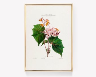 Pierre-Joseph Redouté | Begonia Floribunda | Vintage Print | Floral Wall Art | Botanical Illustration