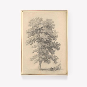 May include: A black and white drawing of a large tree with a thick trunk and many branches. The tree is set against a light beige background.