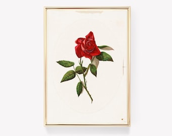 Red Rose Art | Vintage Flower Print | Botanical Illustration | Floral Wall Art | Beautiful Rose Poster