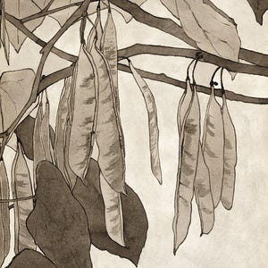 Kentucky Coffee Tree | Antique Plant Print | 1912 Botanical Art | Vintage Painting | Overbeck Print