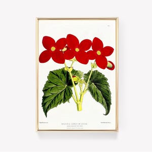 Begonia Print | J. N. Fitch Artwork | Vintage Botanical Art | Wall Art Print | Antique Flower Print