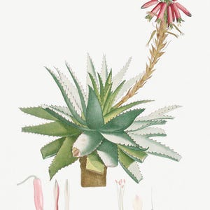 Vintage Aloe Druck | Blumen Kunst | Aloes Rote Stacheln | Kunstdruck | Vintage Gemälde | Botanische Illustration | Aloe Kunst | Redouté Art