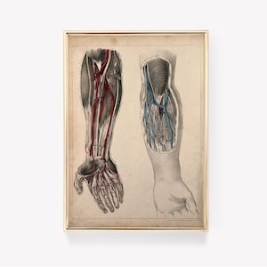 Anatomisch | Onderarm | Poster | Slagaders | Aderen | Afbeelding | Kunst | Medisch | Afdrukken | Studeren | Ontwerp | Kaart | Decoratie: