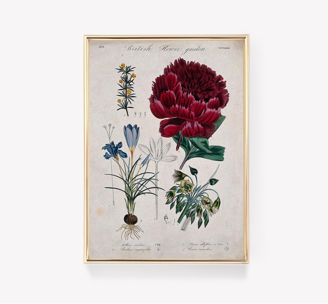 Botanical Flower Print | Vintage Painting | Floral Art | Home Decor ...