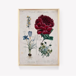 Impresión de flores botánicas / Pintura vintage / Arte floral / Decoración del hogar / Impresión ilustrativa / Póster de flores /
