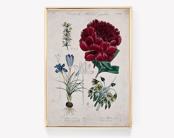 Botanical Flower Print | Vintage Painting | Floral Art | Home Decor | Illustrative Print | Flower Poster |