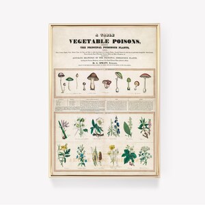 Vintage plantkunde | Plantaardigevergiftigingstabel | Antieke wetenschap | Botanische illustratie | Vintage print