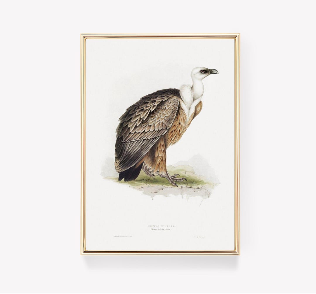 Griffon Vulture | Vintage Bird Print | Wildlife Art | Vultur Fulvus ...