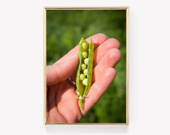 Peas In Hand Art | Fresh Peas Poster | Green Nature Print | Vegetable Art Print | Vintage Painting