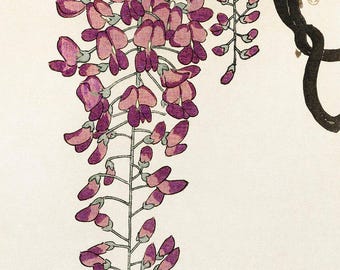Glyzinien Blüte Poster | Vintage Gemälde | Natur Kunst | Blumendruck | Japanische Kunst | Wanddekoration