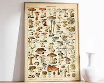 Mushroom Print | Mushroom Wall Art | Botanical Poster | Food Print | Botanical Poster | Antique Canvas | Home Decor