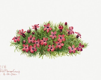 Wilde bloem | Vintage print | Botanische kunst | Wilde bloemenprint | Antiek bloemen | Natuurillustratie