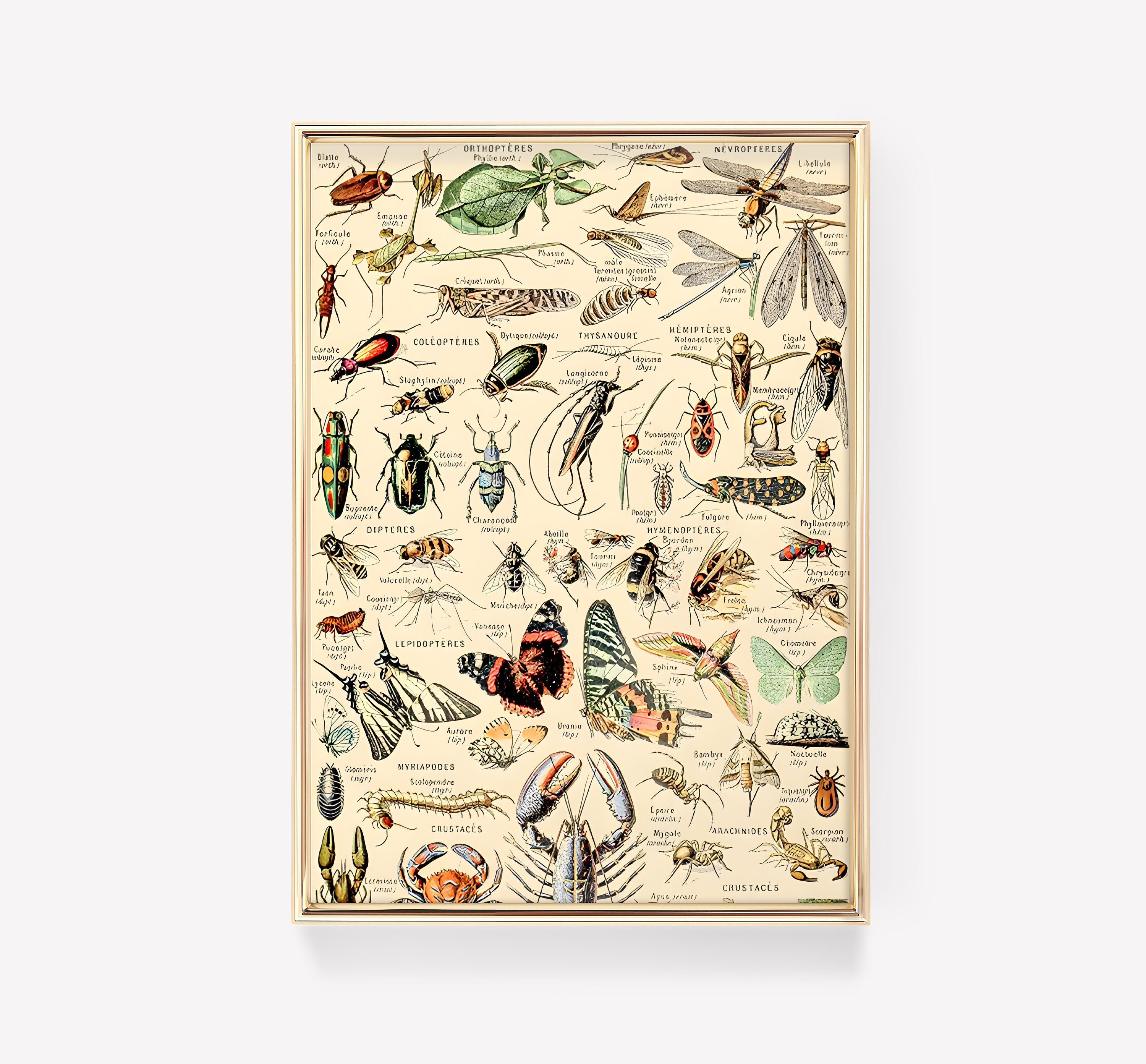 Vintage Insect Identification Chart | Arthropodes by Adolphe Millot ...