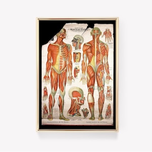 Poster met spierstelsel | Menselijke anatomie print | Educatieve muurkaart | Medische kunst | Anatomische afdruk