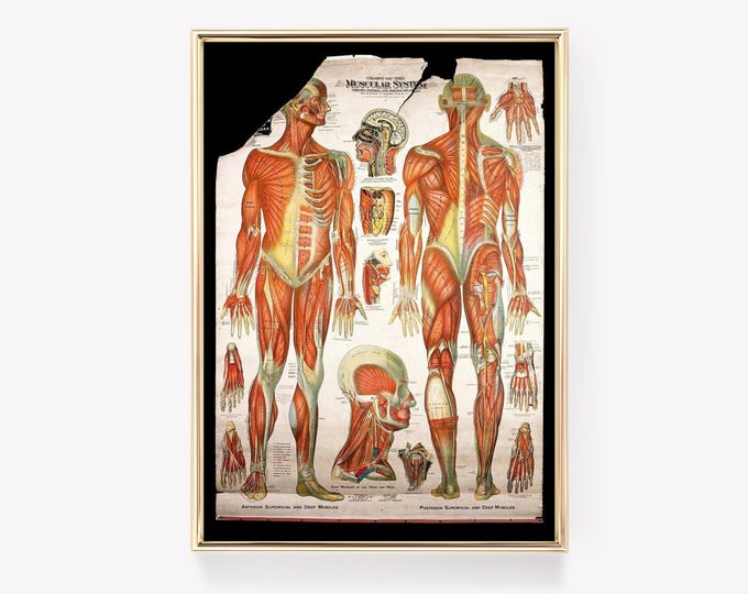 Muscle Anatomy Charts | Human Body Posters | Bodybuilding Posters ...