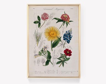 Magazine botanique | impression botanique vintage | Illustration botanique | Art végétal ancien