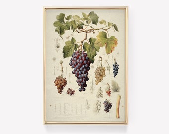 Wine Wall Decor | Modern Farmhouse Decor | Wine Illustration | Wine Cereal Art | Rustic Farming Kitchen Decor
