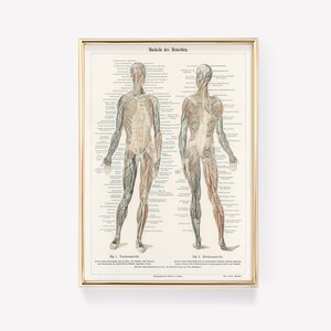 Premium Print | Body Anatomy Art Print | Human Anatomy Art | Vintage Medical Print | Vintage Anatomy Illustration | Surgeon Gift | Wall Art