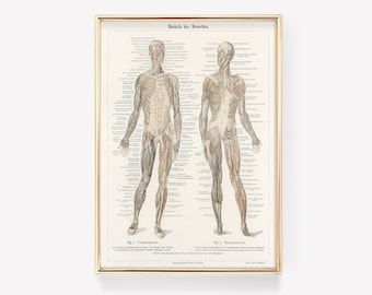 Premium Print | Body Anatomy Art Print | Human Anatomy Art | Vintage Medical Print | Vintage Anatomy Illustration | Surgeon Gift | Wall Art