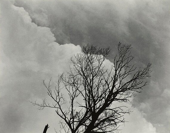 Ansel Adams Poster | Oak Tree Print | Sunset City Photography 