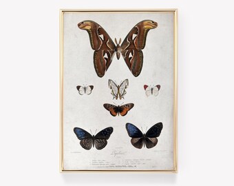 Butterflies Print | Vintage Print | F. Smidth Art | Hoog's Artwork | Papillons Poster | Wall Decor | Art Print