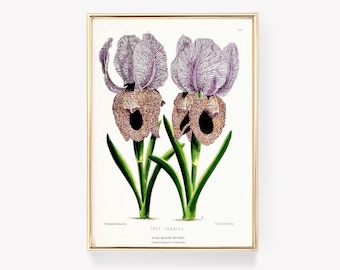W.G. Smith Iris | Iris Iberica Print | Flora Wall Art | Vintage Painting | Botanical Art Print