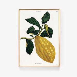 Johann | Christoph | Volkhamer | The | Citron | Vintage | Painting | Antique | Print | Wall | Art | Lime | Artwork | Classic