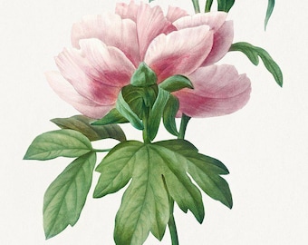 Pierre-Joseph | Pivoine | Paeonia | Vintage Painting | Floral Art | Botanical Print | Peony Print | Art Print