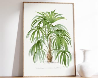 Vintage Palm Tree Print | Botanical Illustration Poster | Green Palm Art | Tropical Wall Decor | Vintage Print
