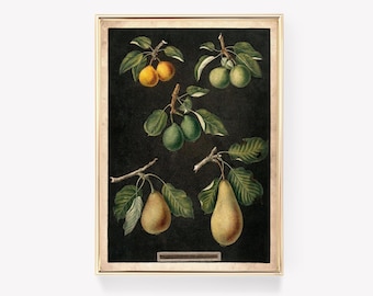 Botanical Pears Illustration | Vintage Print | Antique Fruit Print | Pear Art Poster | Wall Decor Print