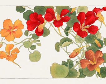 Kapuzinerkresse Kunst | Vintage Blumendruck | Kapuzinerkresse Blume | Antike Wandkunst | Blumen Kunstwerk Druck