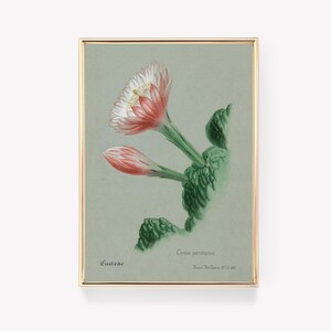 Cereus Peruvianus Poster | Botanische Wandkunst | Vintage Kaktus Poster | Antiker botanischer Druck