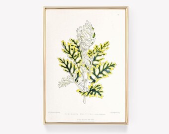 W.G. Smith Cineraria | Botanical Illustration | Art Print | Vintage Botanical | Plant | Nature Wall Decor