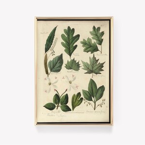 Botanical Illustration | Retro Floral Print | Leaf Art | Vintage Painting | Antique Flower Print