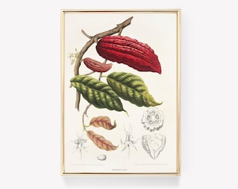 Cacao Illustration | Botanical Print | Chocolate Art | Vintage Painting | Theobroma Artwork | Wall Print |